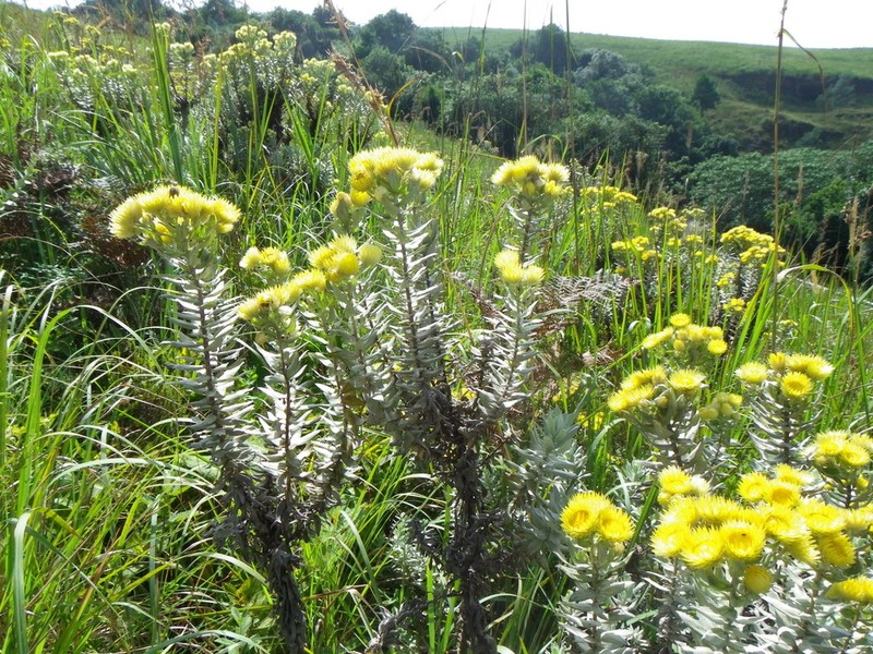Helichrysum citricephalum photo 2