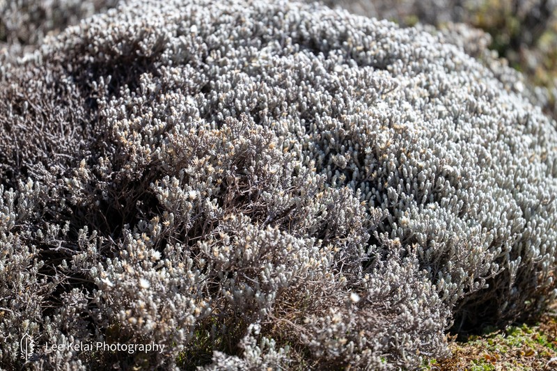 Helichrysum citrispinum