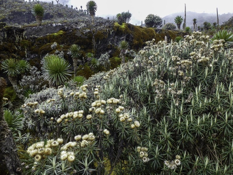 Helichrysum citrispinum photo 2