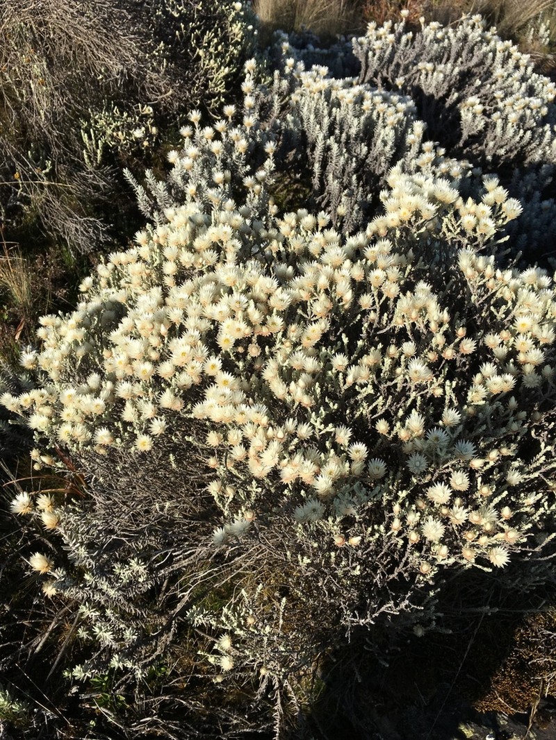 Helichrysum citrispinum photo 3