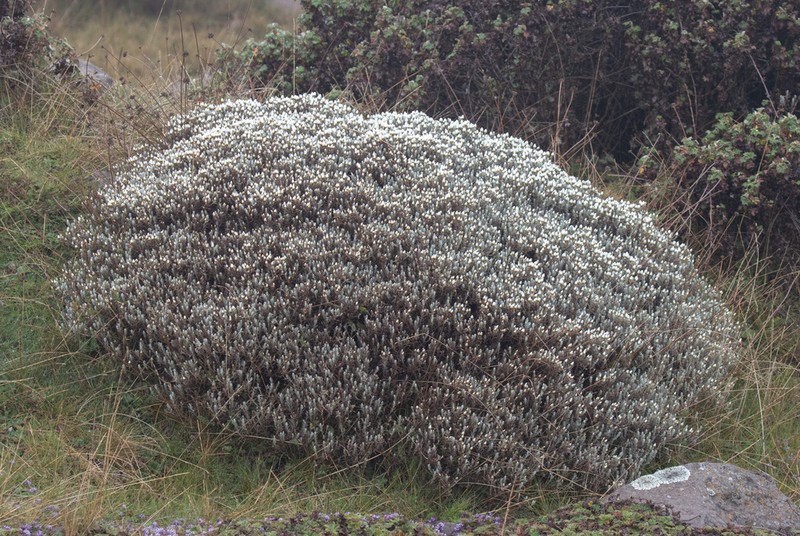 Helichrysum citrispinum photo 4
