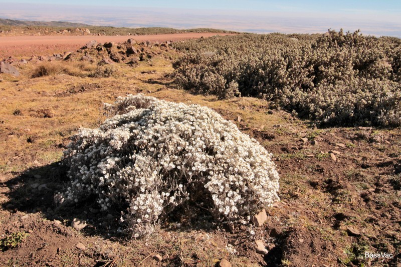 Helichrysum citrispinum photo 5