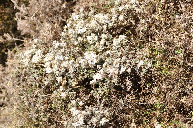 Helichrysum citrispinum photo 6