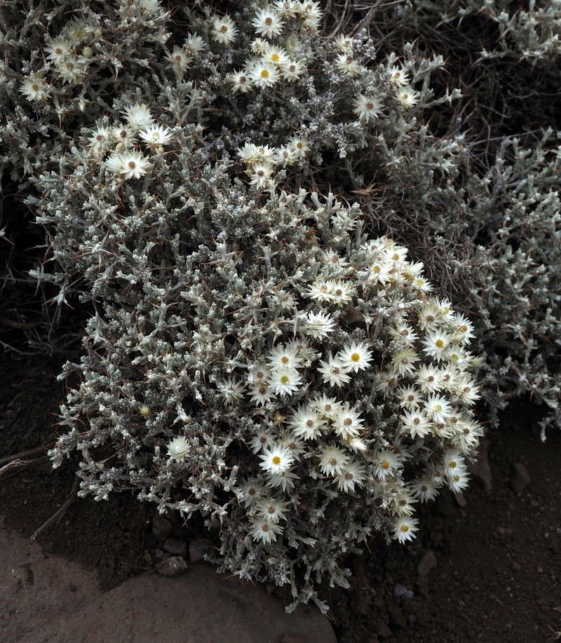 Helichrysum citrispinum photo 7