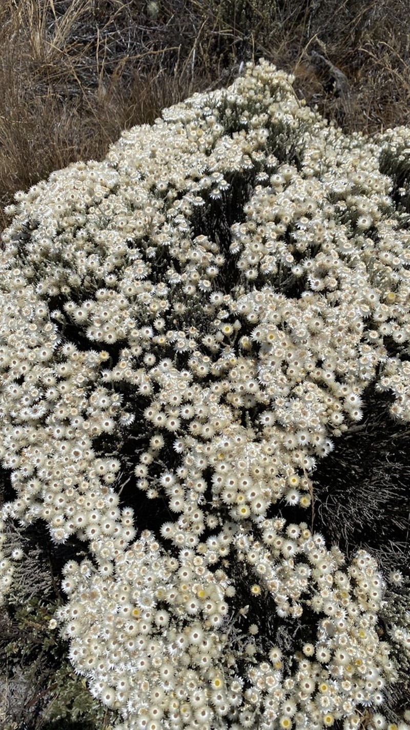 Helichrysum citrispinum photo 8