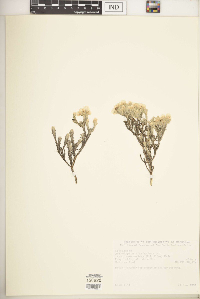 Helichrysum citrispinum var. aberdaricum