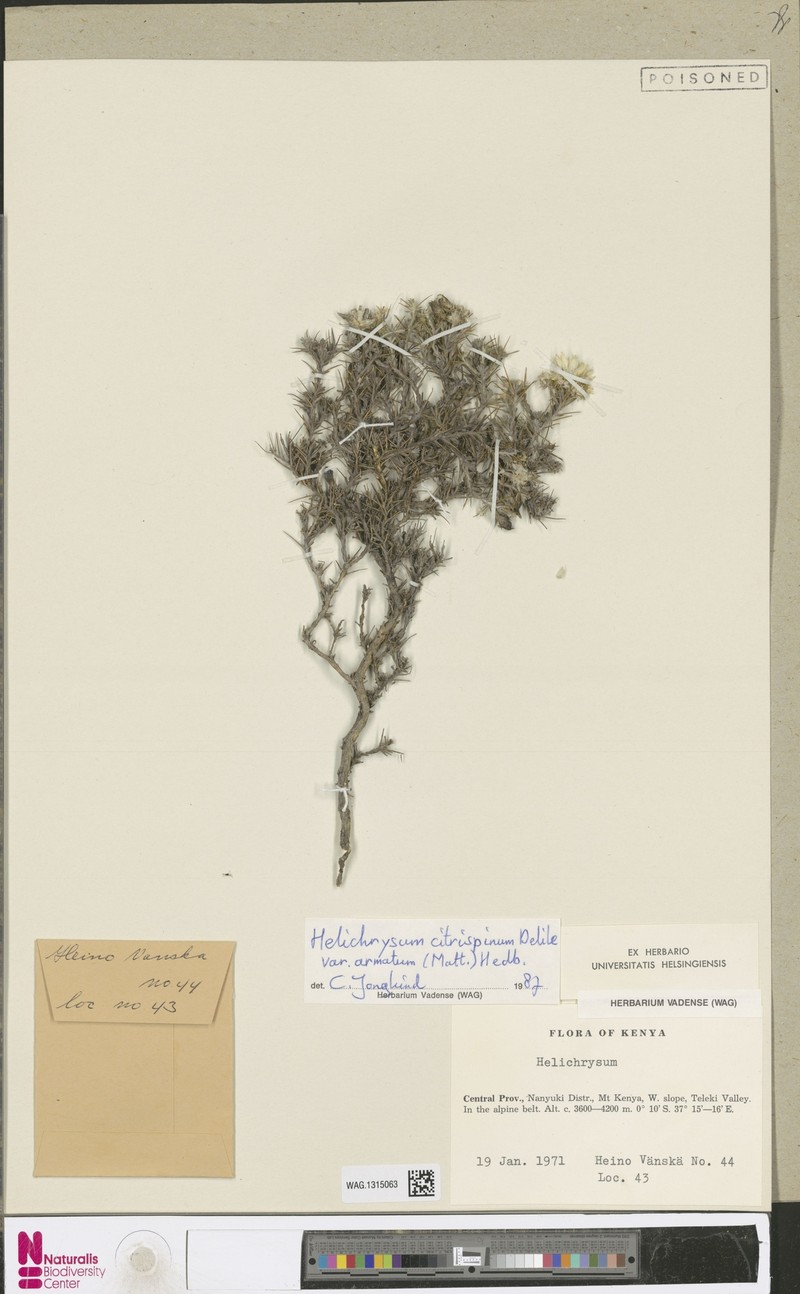 Helichrysum citrispinum var. armatum