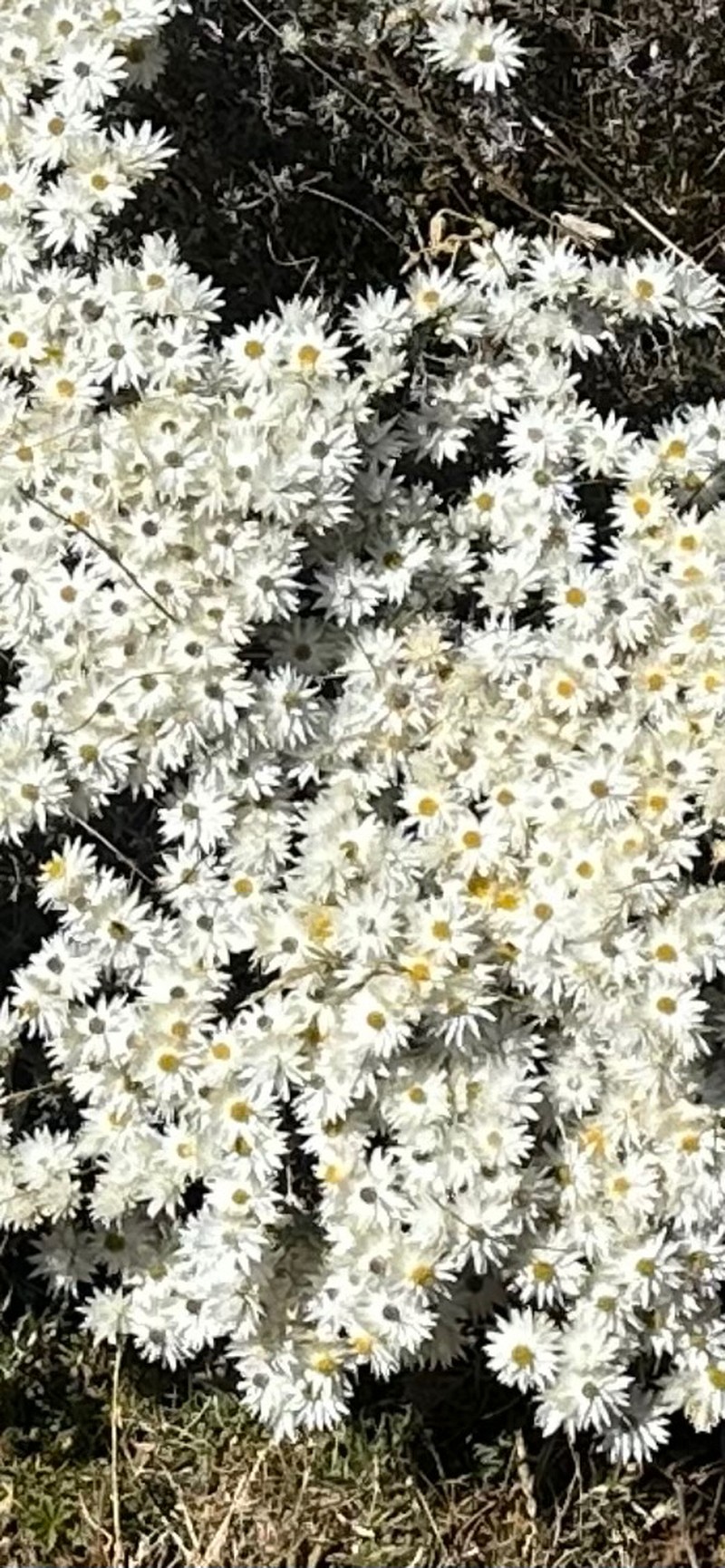 Helichrysum citrispinum var. citrispinum