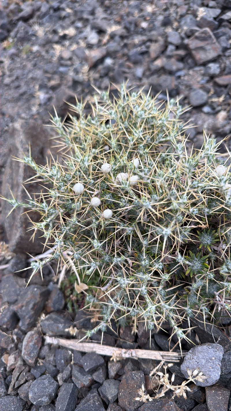 Helichrysum citrispinum var. citrispinum photo 2