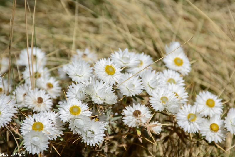 Helichrysum citrispinum var. citrispinum photo 3