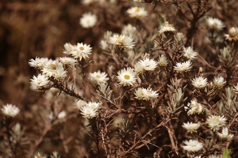 Helichrysum citrispinum var. citrispinum photo 4