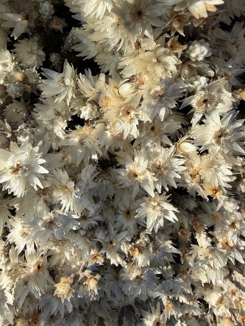 Helichrysum citrispinum var. hoehnelii
