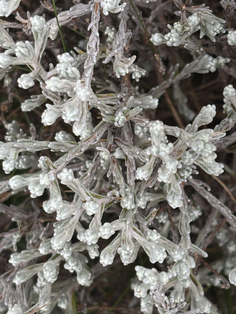 Helichrysum citrispinum var. hoehnelii photo 2