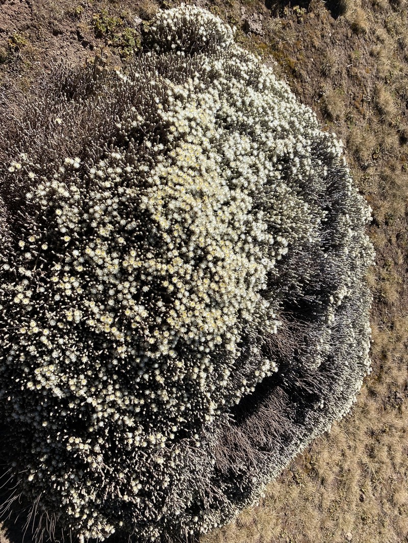 Helichrysum citrispinum var. hoehnelii photo 3
