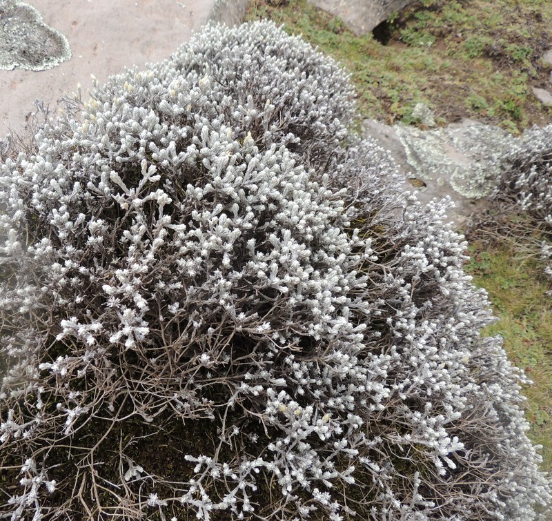 Helichrysum citrispinum var. hoehnelii photo 4