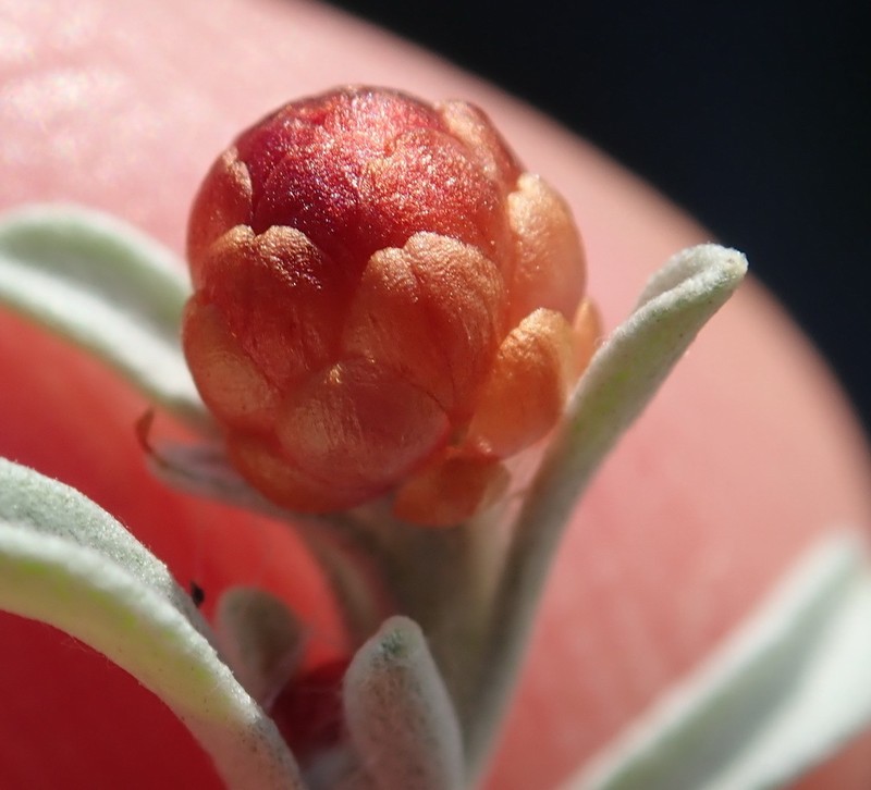 Helichrysum cochleariforme photo 2