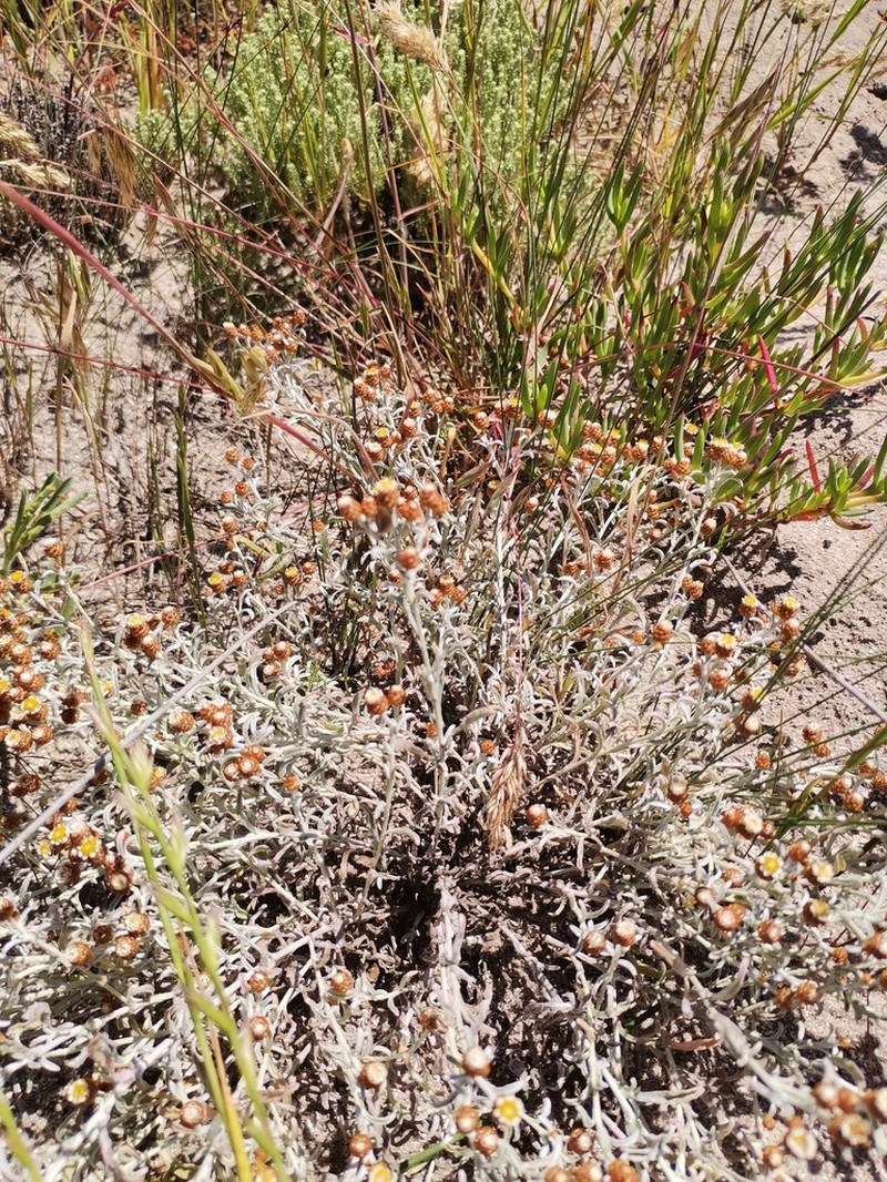 Helichrysum cochleariforme photo 3