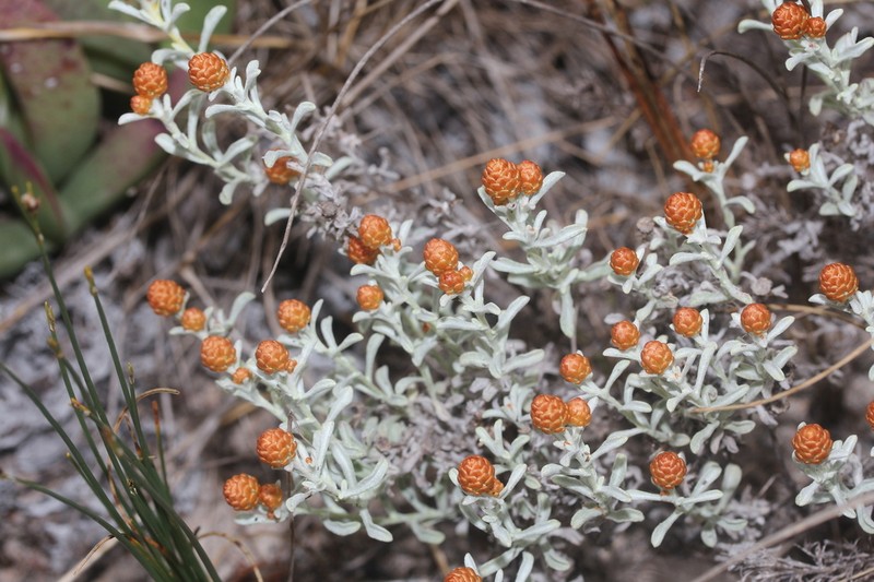 Helichrysum cochleariforme photo 4