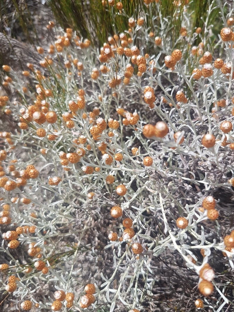Helichrysum cochleariforme photo 5