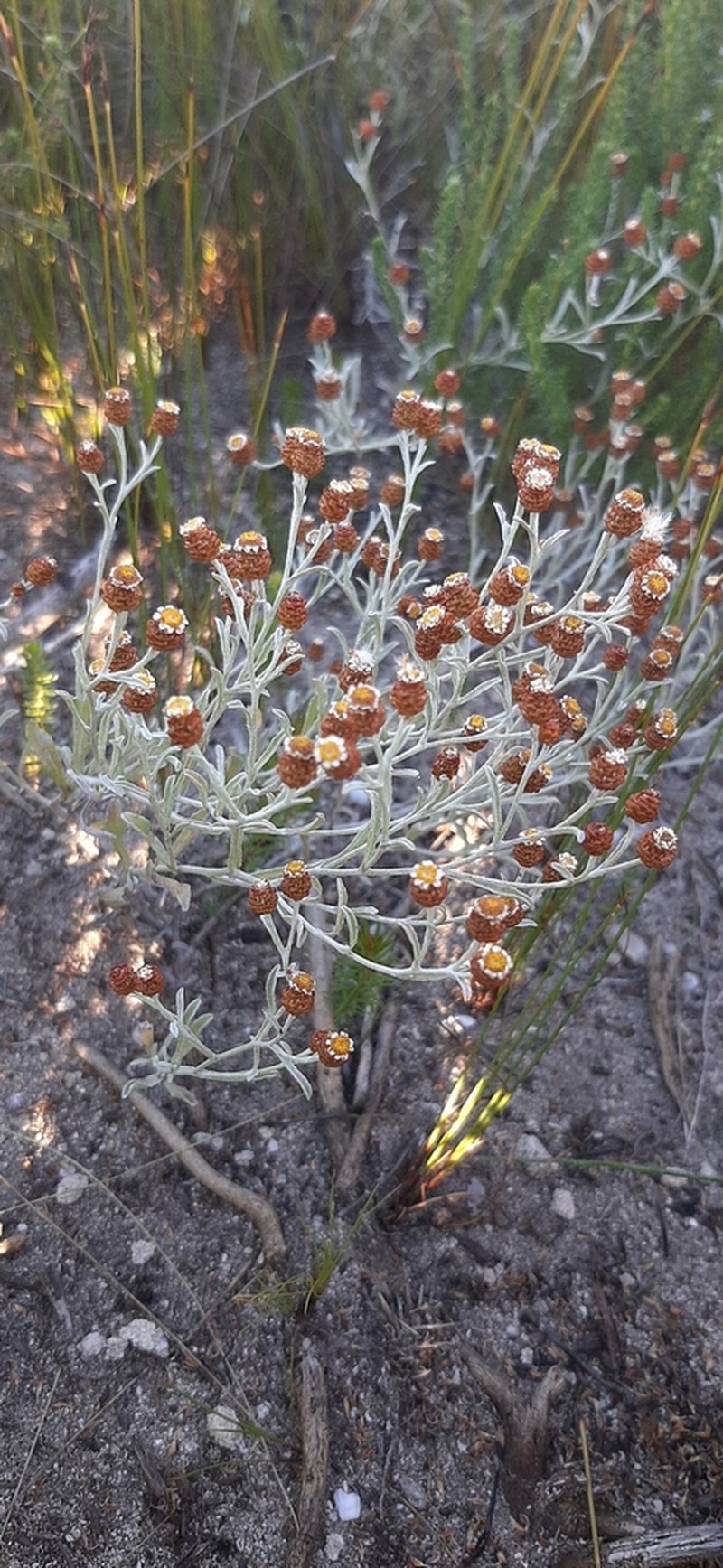 Helichrysum cochleariforme photo 6