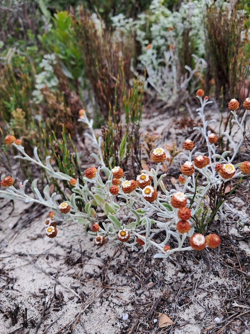 Helichrysum cochleariforme photo 7