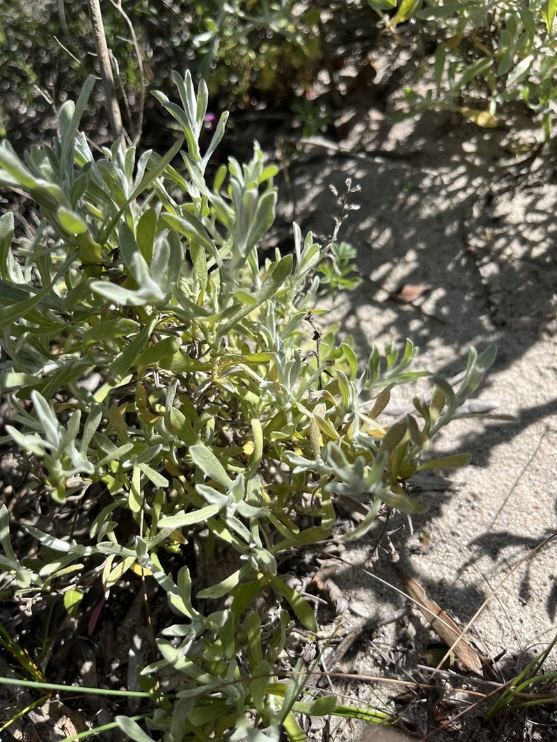 Helichrysum cochleariforme photo 8