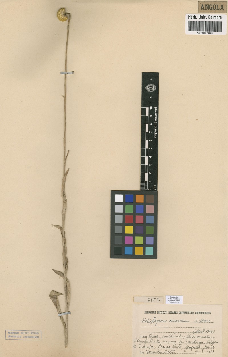Helichrysum concursum