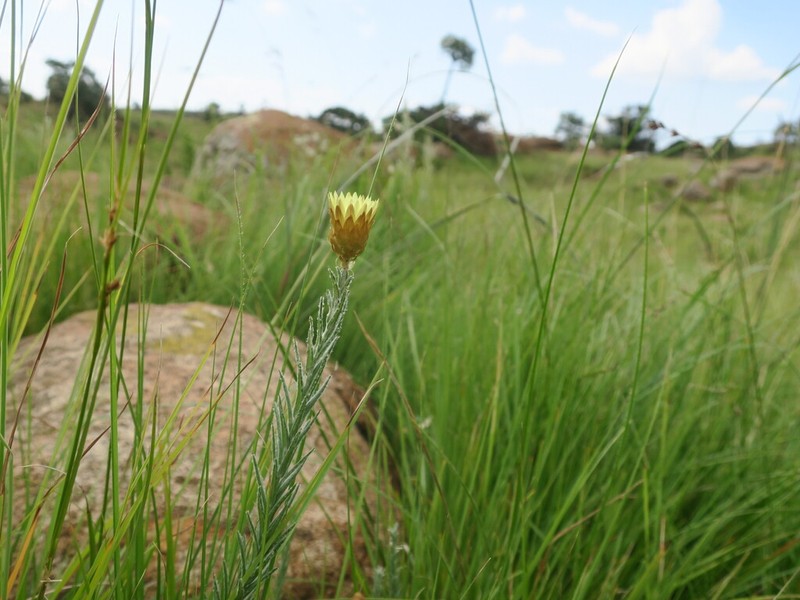 Helichrysum confertifolium