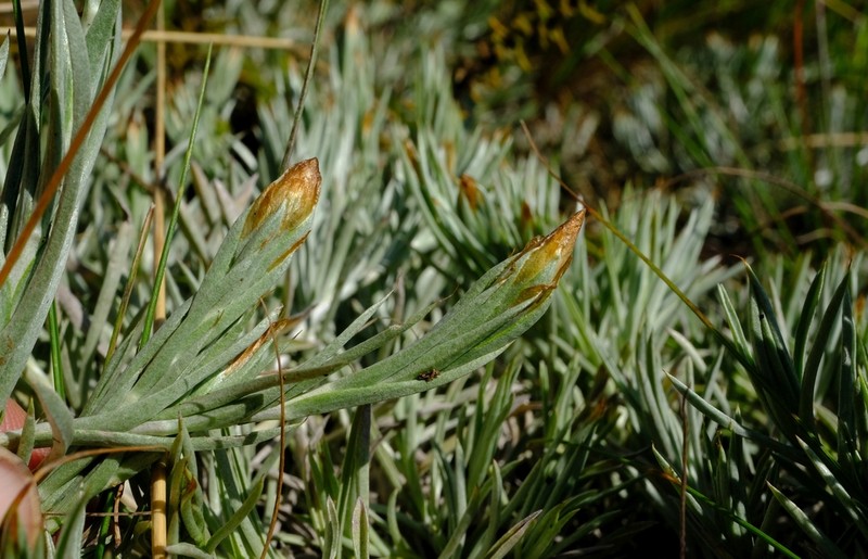 Helichrysum confertifolium photo 2