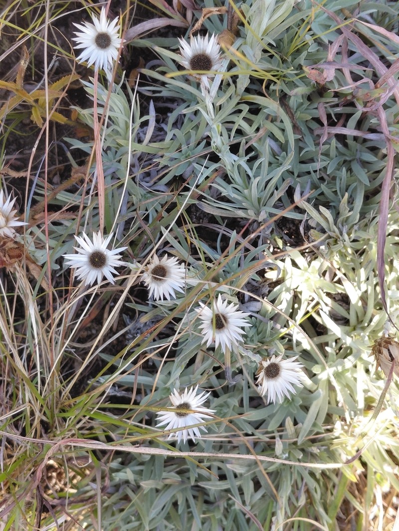 Helichrysum confertifolium photo 3