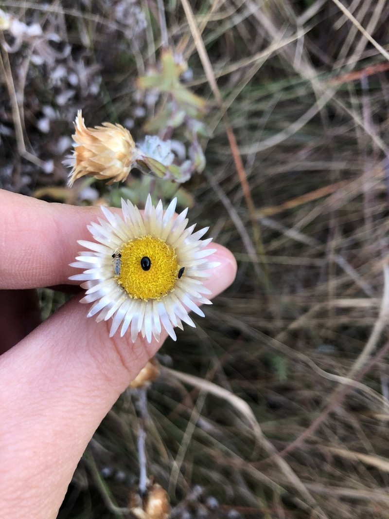 Helichrysum confertifolium photo 4