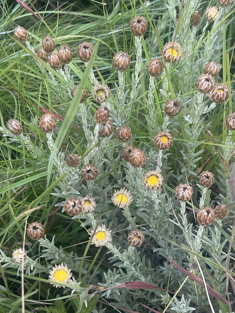 Helichrysum confertifolium photo 5