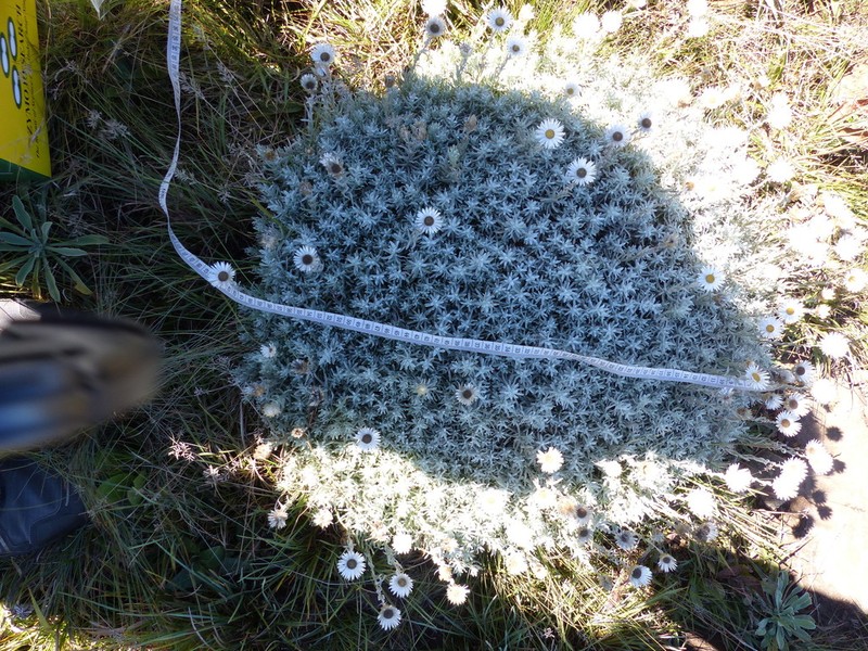Helichrysum confertifolium photo 6