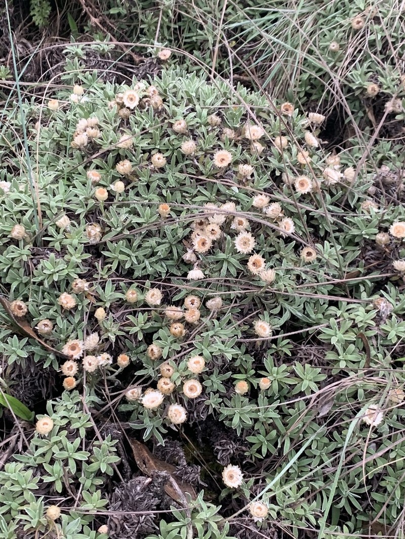 Helichrysum confertifolium photo 7