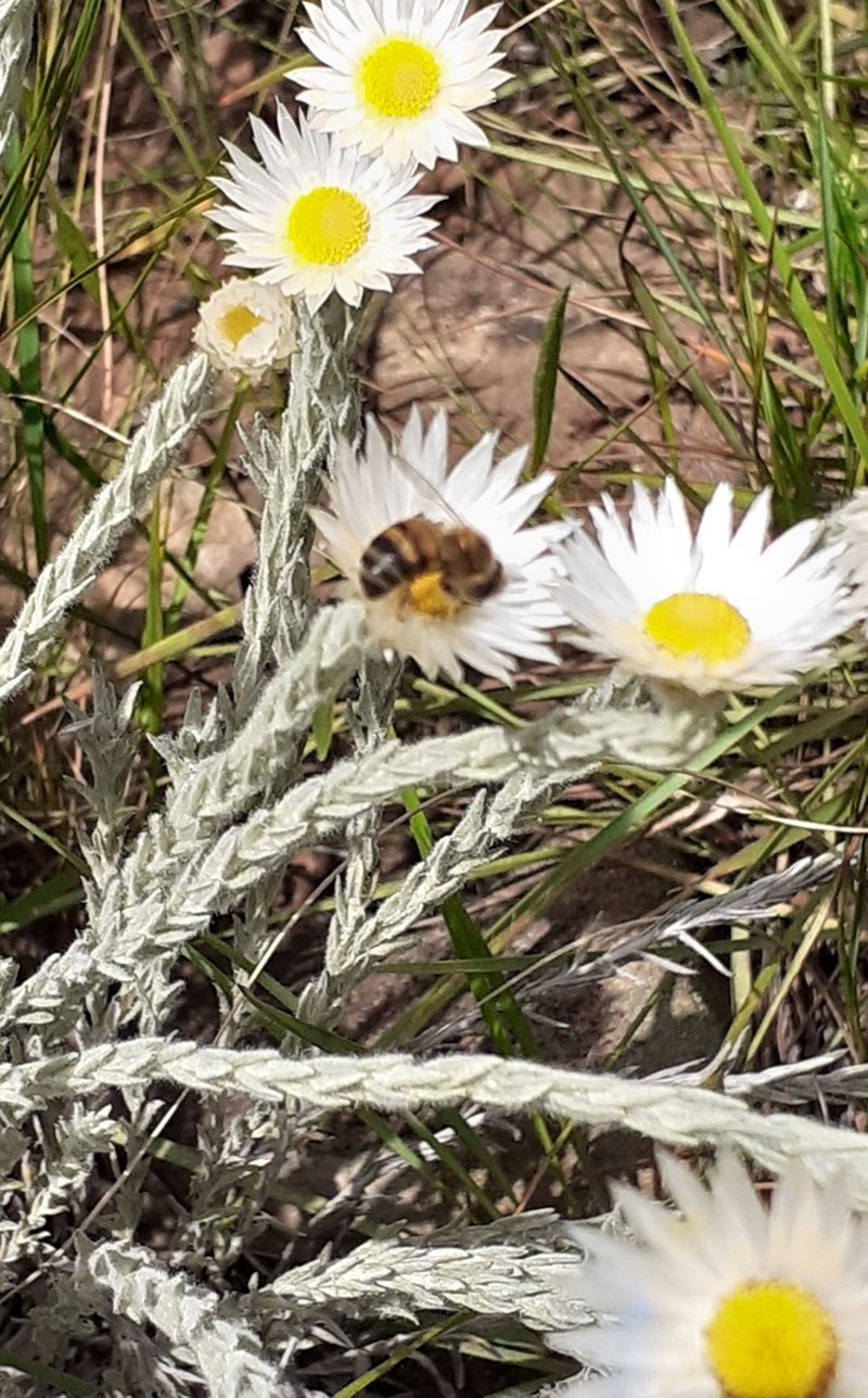 Helichrysum confertifolium photo 8