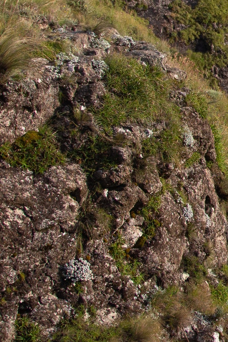 Helichrysum confertum