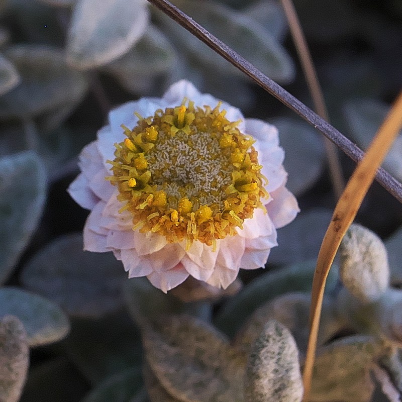 Helichrysum confertum photo 2