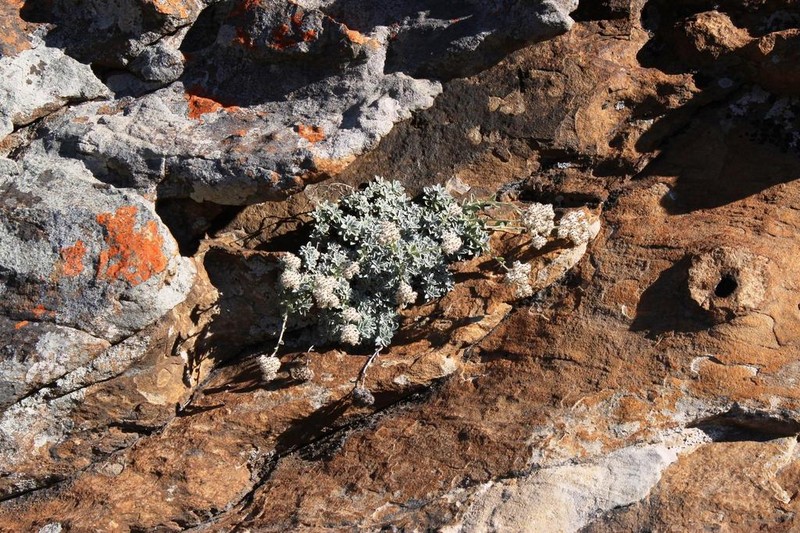 Helichrysum confertum photo 3