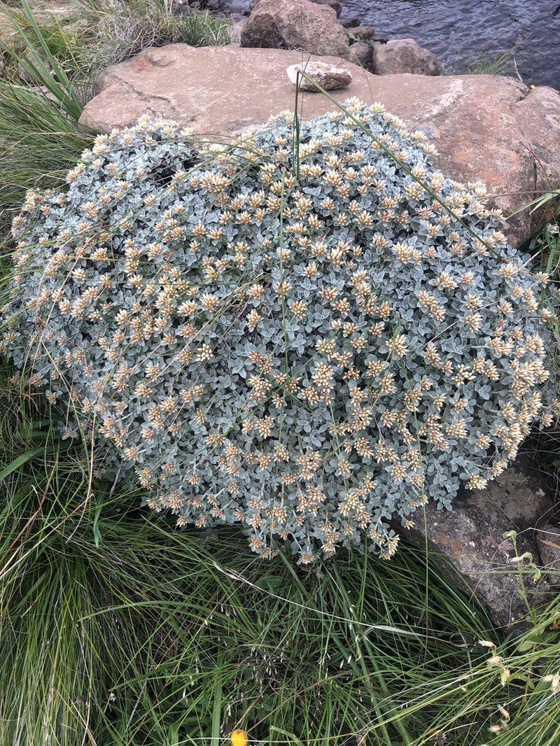 Helichrysum confertum photo 6