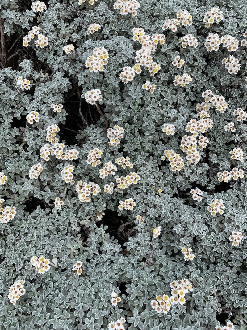 Helichrysum confertum photo 7