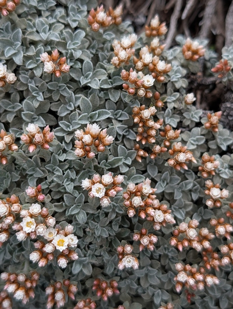 Helichrysum confertum photo 8