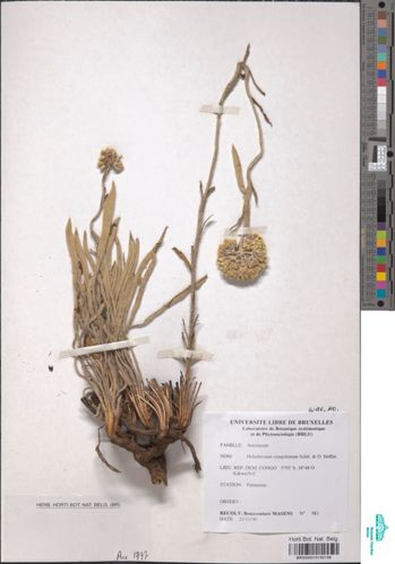 Helichrysum congolanum