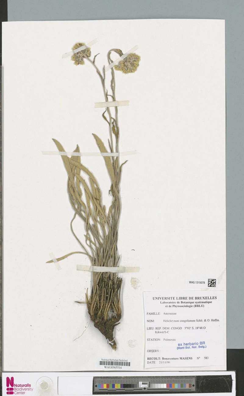 Helichrysum congolanum photo 2