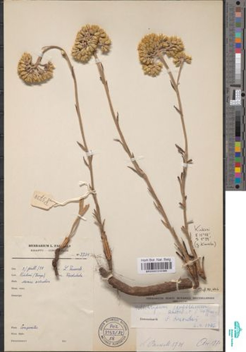 Helichrysum congolanum photo 3