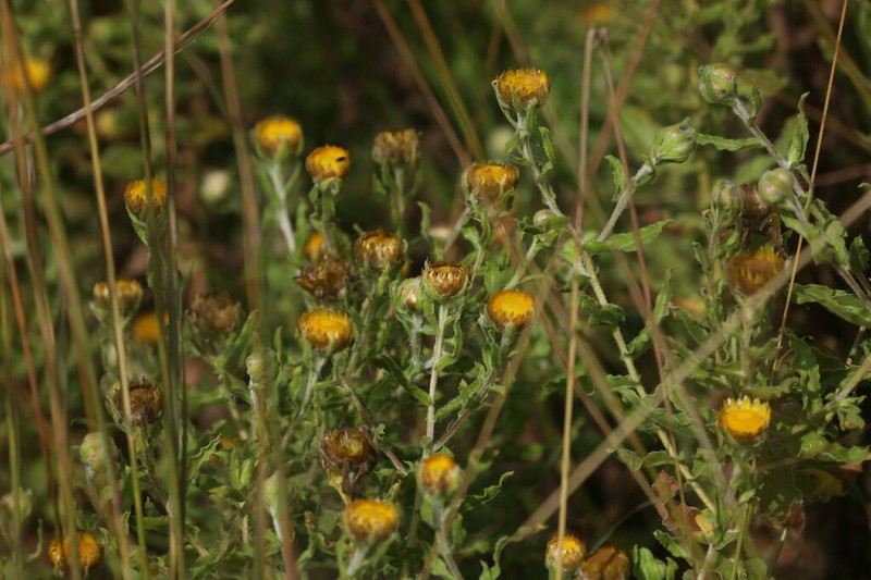 Helichrysum cooperi