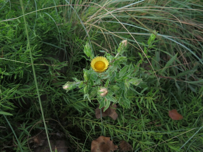 Helichrysum cooperi photo 2