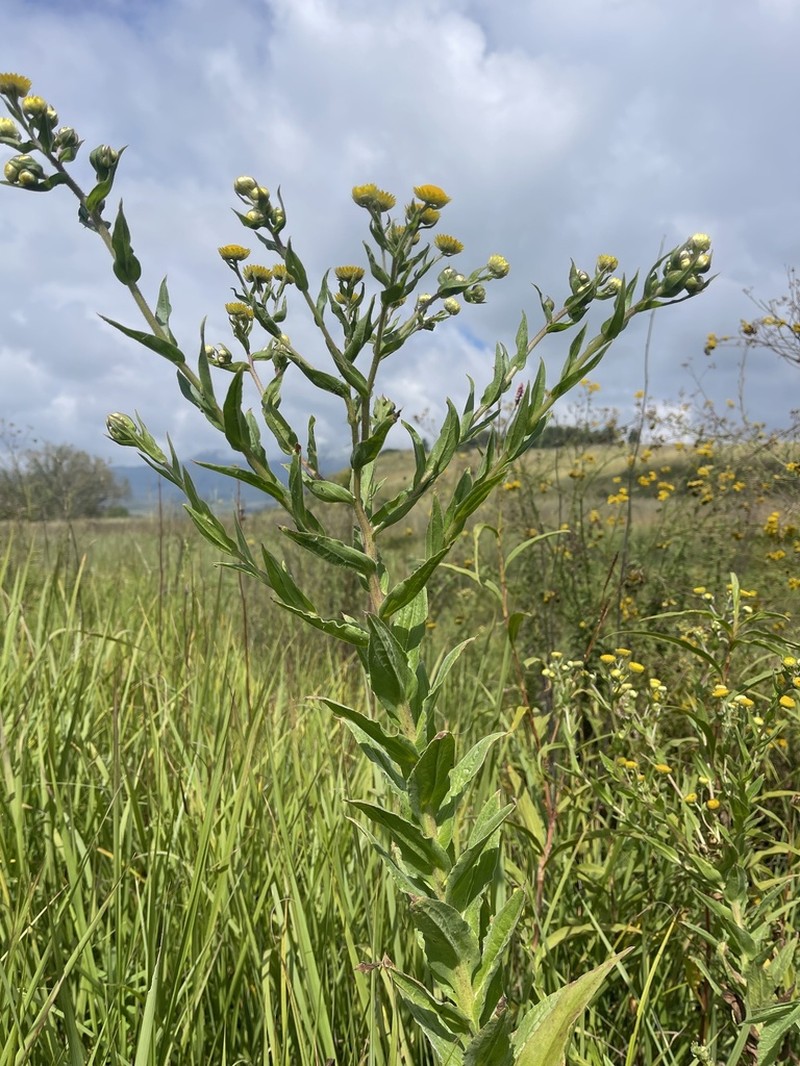 Helichrysum cooperi photo 3