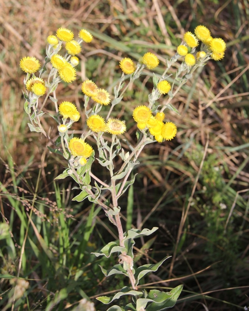 Helichrysum cooperi photo 4