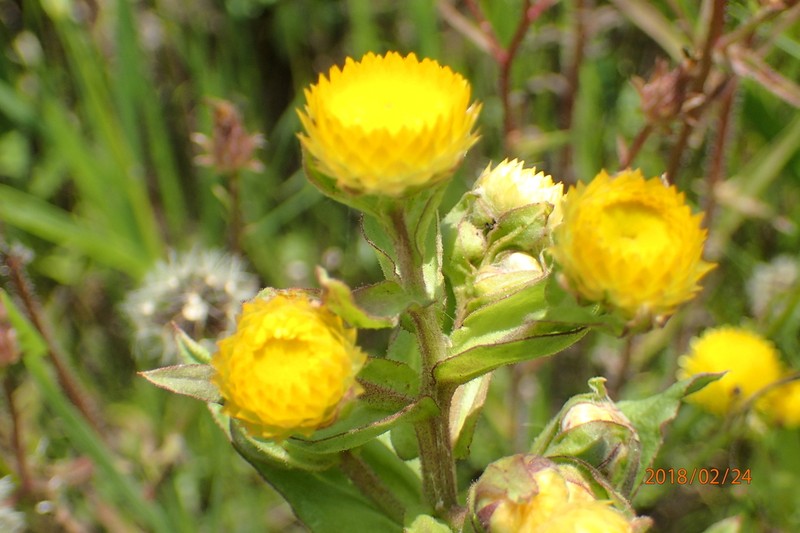Helichrysum cooperi photo 5