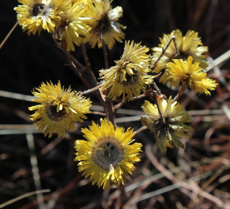 Helichrysum cooperi photo 6
